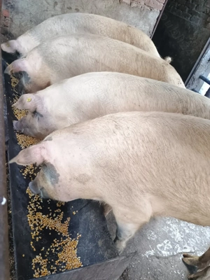 Vând porci rasă de carne  - imagine 3