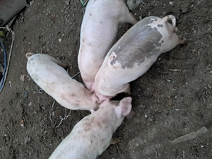 Purcei de 10 saptamani - imagine 3 Purcei de 10 saptamani - imagine 3