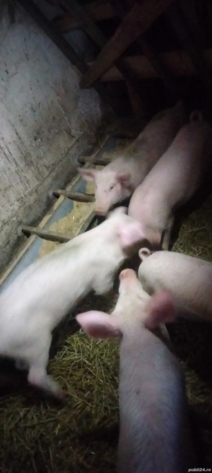 vand purcei Marele Alb cu Landrace - imagine 2