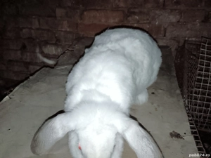 Vând 2 iepuri  - imagine 3