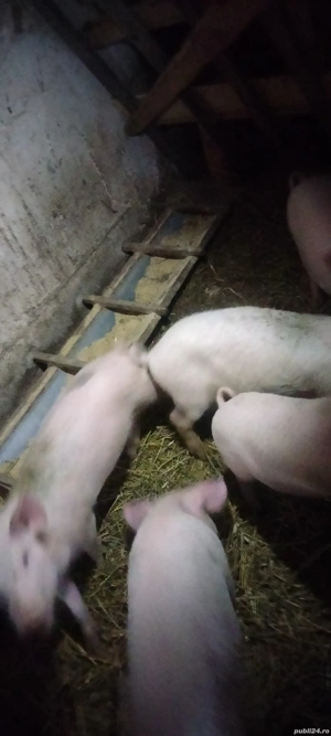 vand purcei Marele Alb cu Landrace