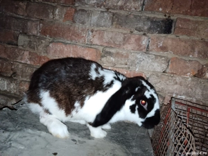 Vând 2 iepuri  - imagine 2