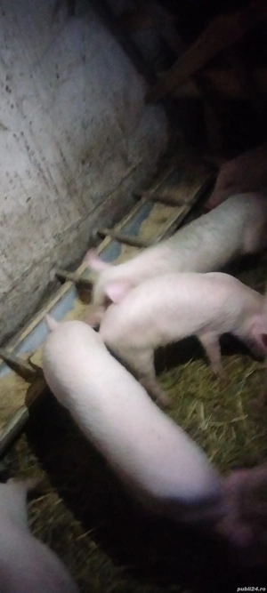 vand purcei Marele Alb cu Landrace - imagine 3