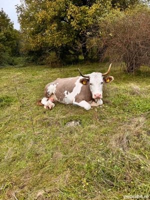 vand vaci  - imagine 2 vand vaci  - imagine 2