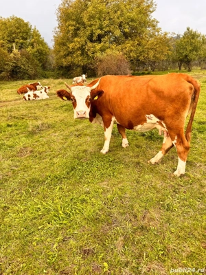 vand vaci  - imagine 4 vand vaci  - imagine 4