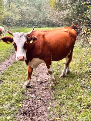 vand vaci  - imagine 3 vand vaci  - imagine 3