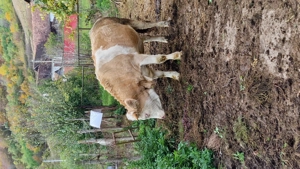 Vând junincă  Charolaise gestantă in 5 luni - imagine 2