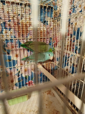 Papagali Forpus - imagine 3