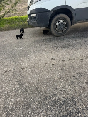 3 cățelușe pentru adopție 