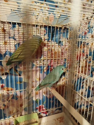 Papagali Forpus - imagine 2