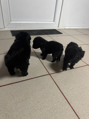 3 cățelușe pentru adopție  - imagine 2