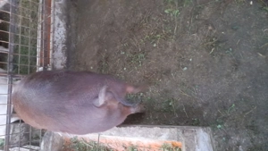 Vând porci de sacrificat duroc 100 -170kg