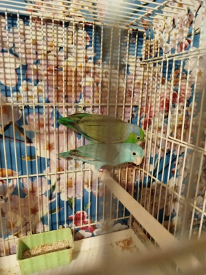 Papagali Forpus - imagine 4