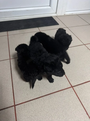 3 cățelușe pentru adopție  - imagine 3