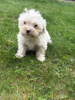 Vand catei Bichon - imagine 2