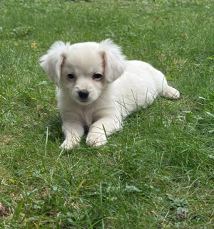 Vand catei Bichon - imagine 3