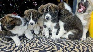 Pui de Akita disponibili