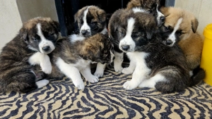 Pui de Akita disponibili - imagine 4