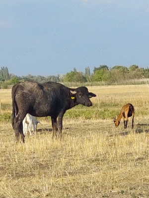 Bivoliță de vanzare 