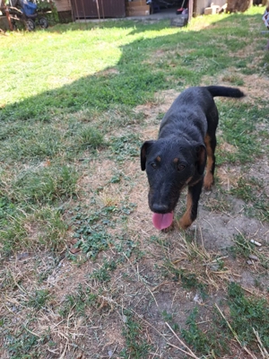 Vând 2 femele jagd terrier