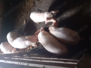 Vand purcei marele alb p. 650 usor neg - imagine 2