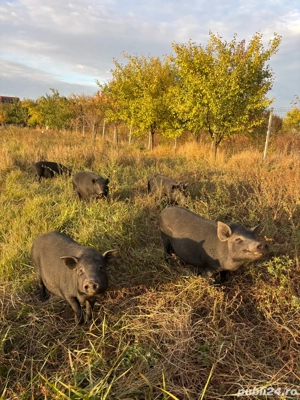 porci vietnamezi - imagine 3