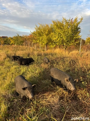 porci vietnamezi - imagine 2