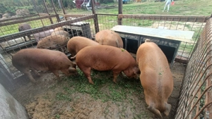 Porci Duroc 