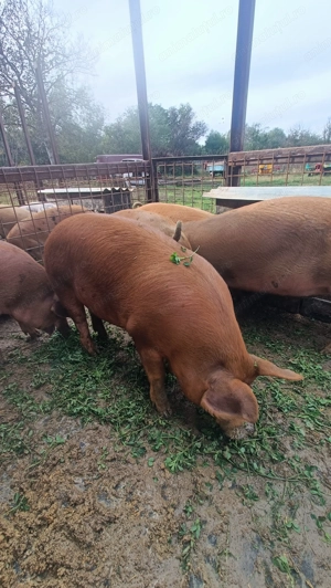 Porci Duroc de vânzare sau rezervări pt sărbători  - imagine 2