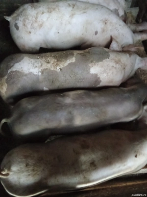 Vind godacii intre 25-30 de kg