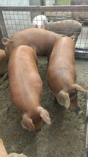 Porci Duroc de vânzare sau rezervări pt sărbători  - imagine 5