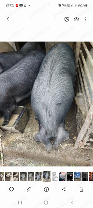 Vând porci 140 _170 kg.