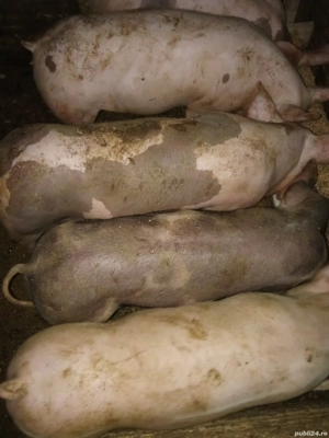 Vind godacii intre 25-30 de kg - imagine 3 Vind godacii intre 25-30 de kg - imagine 3