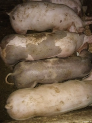 Vind godacii intre 25-30 de kg - imagine 2 Vind godacii intre 25-30 de kg - imagine 2