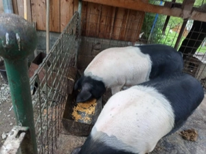 Vand porci mangalita si bazna 