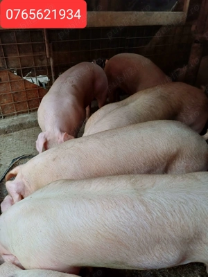 Porci de carne de la 120KG pana la 160KG! - imagine 2