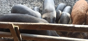 Vand porci mangalita si bazna  - imagine 2