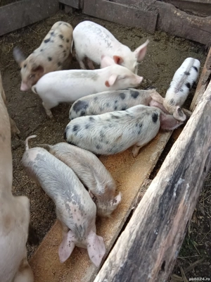 Vind purcei 6 săptămâni 