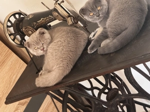 Scottish fold își caută casă  - imagine 2