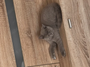 Scottish fold își caută casă  - imagine 3