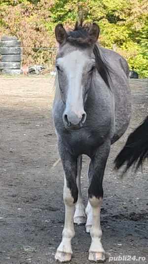 Disponibil manz pinto 