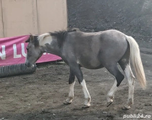 Disponibil manz pinto  - imagine 2