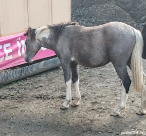 Disponibil manz pinto  - imagine 3