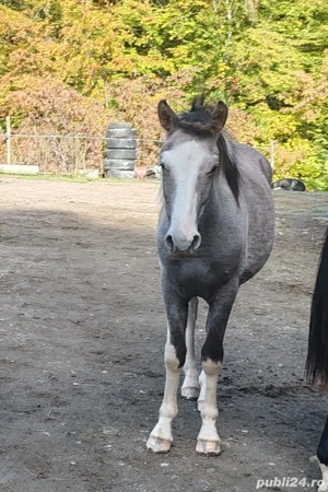 Disponibil manz pinto  - imagine 4