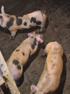 Disponibili purcei - imagine 2