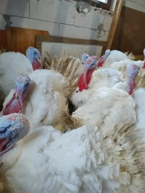 Curcani de carne - imagine 2