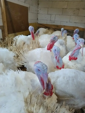 Curcani de carne - imagine 3