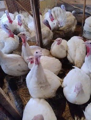 Curcani de carne - imagine 4