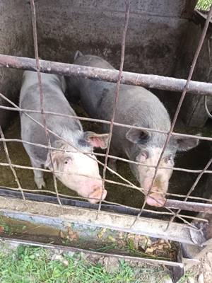 Vand porcii grași, bio cu porumb 18 lei kg detalii la Tel   - imagine 3