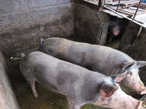 Vand porcii grași, bio cu porumb 18 lei kg detalii la Tel   - imagine 5